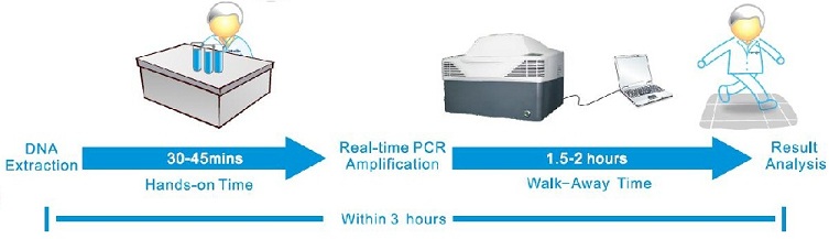 5 Low-risk HPV Real-time PCR Kit, Hybribio, HybriMax, Workflow